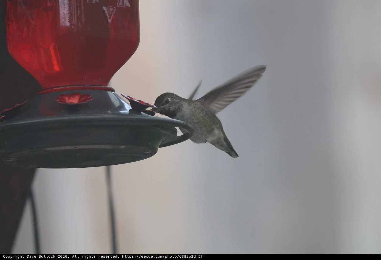 Anna's Hummingbird Feeding at Red Nectar Feeder