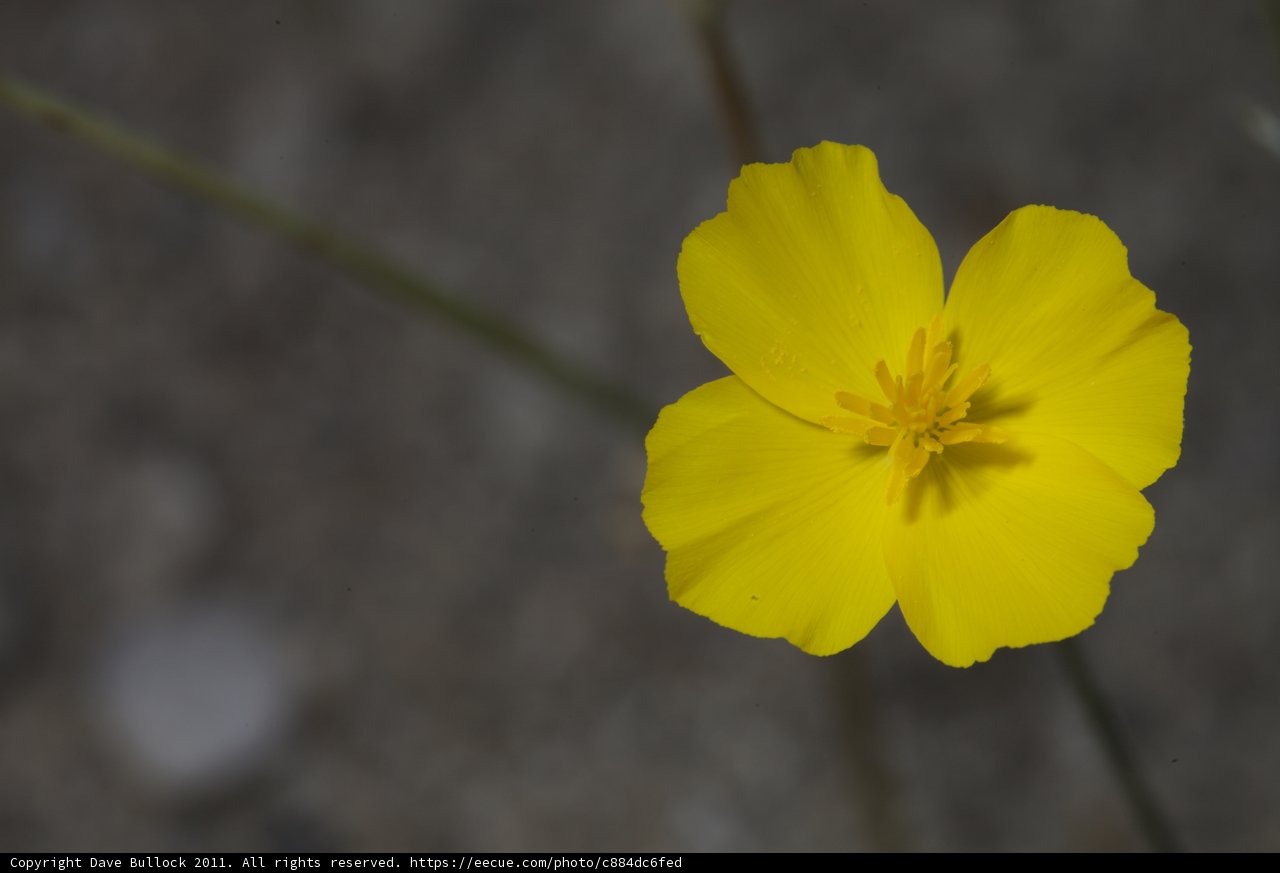 Sole Yellow Geranium