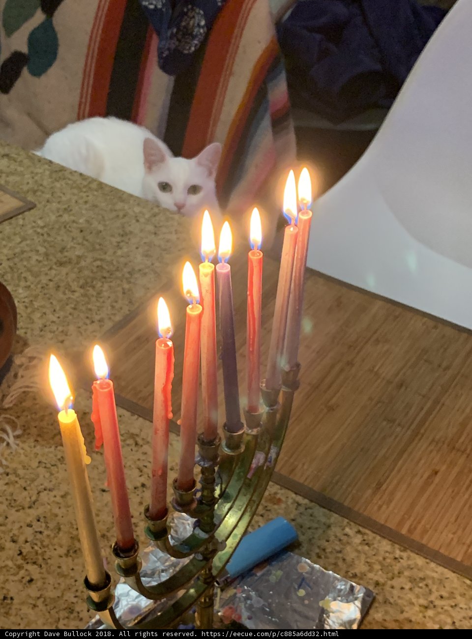 Feline Hanukkah