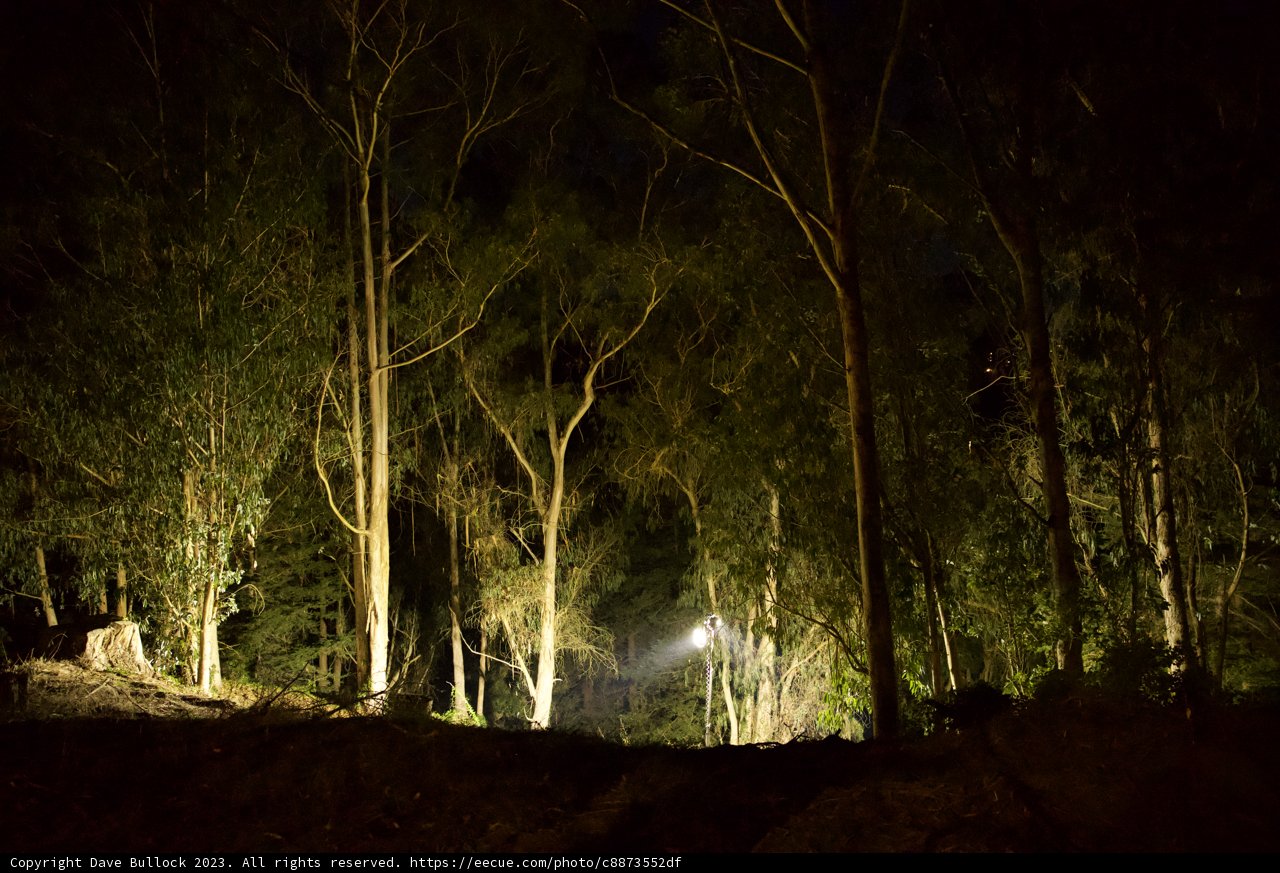 Midnight Mystery in the Eucalyptus Grove