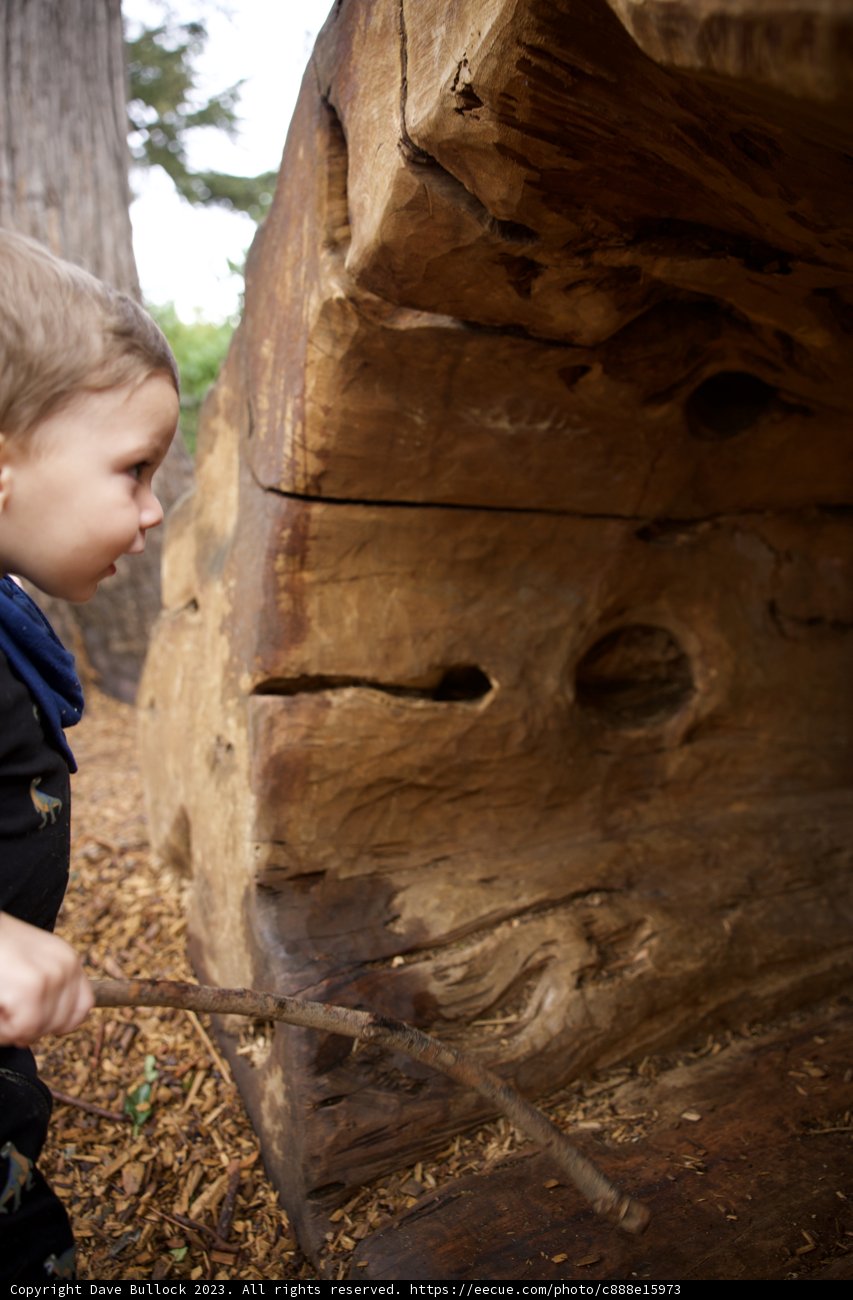 The Curiosity of Childhood: Exploration in Golden Gate Park
