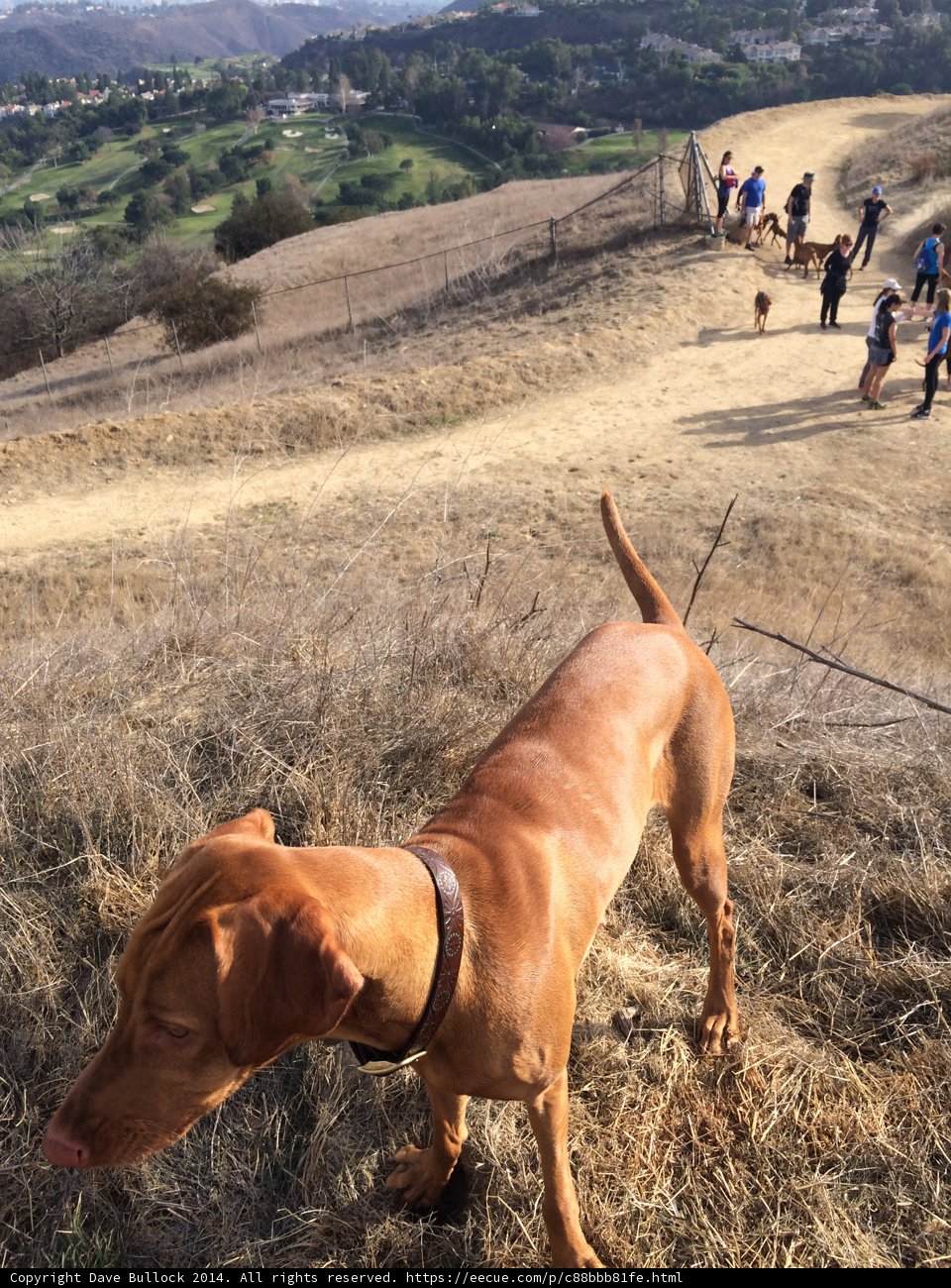 Canine Companion on the Trail
