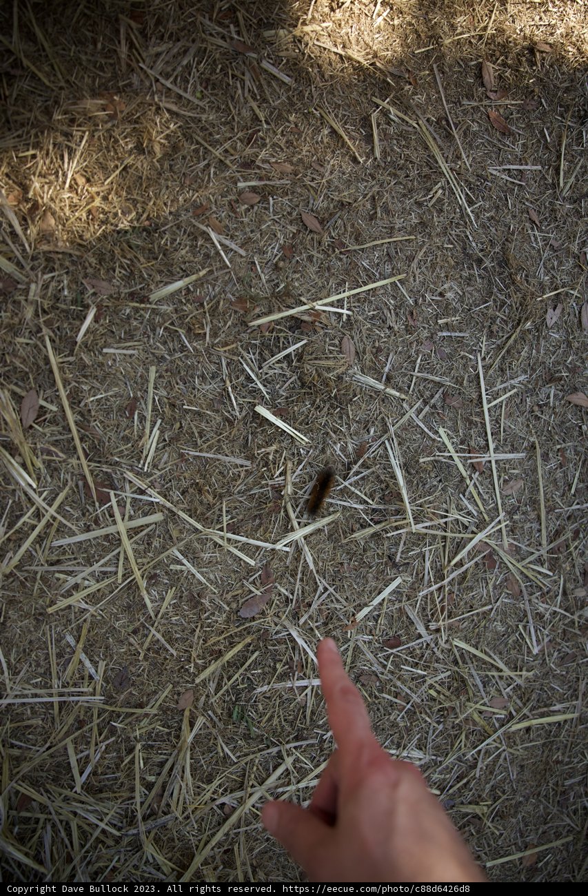 Intriguing Discovery at the Pumpkin Patch