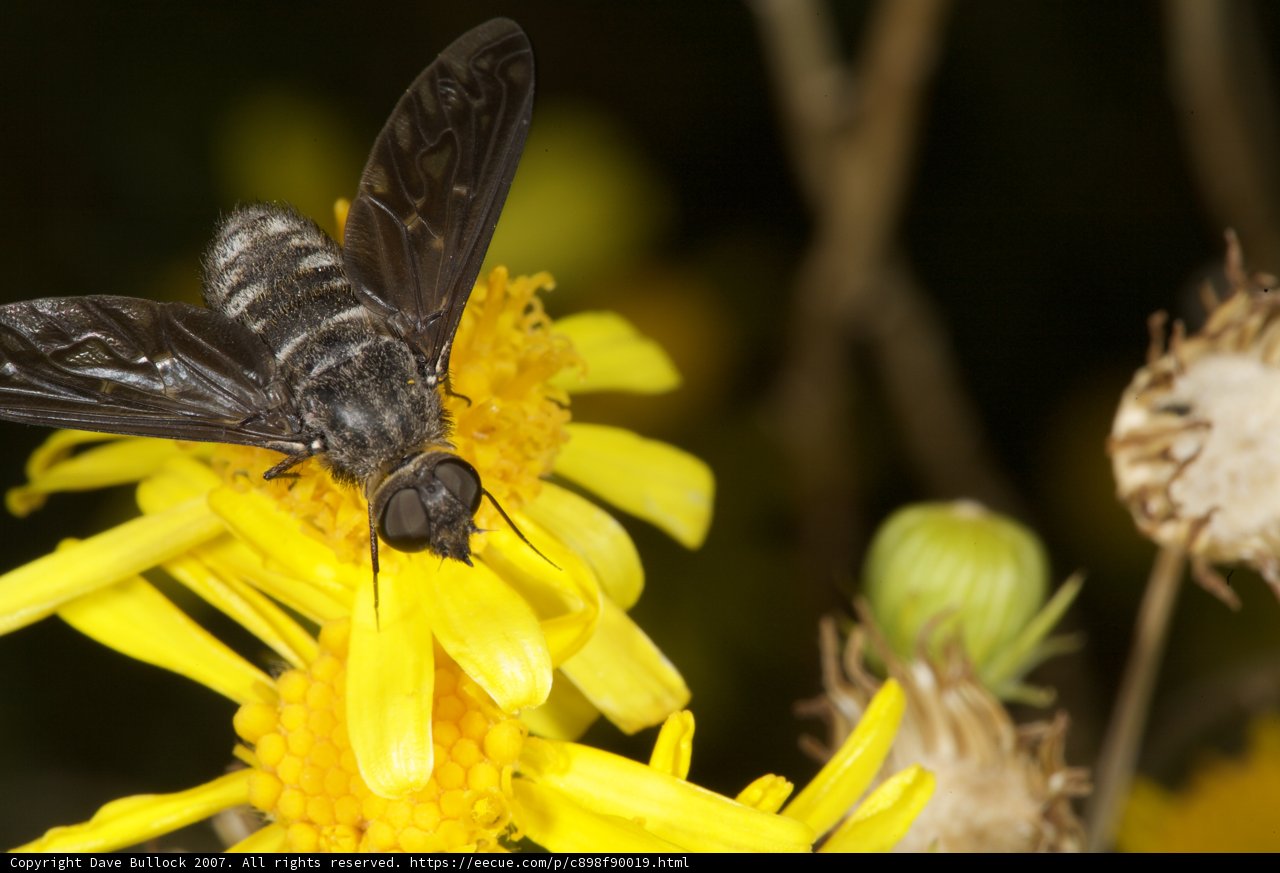 Buzzing Visitor