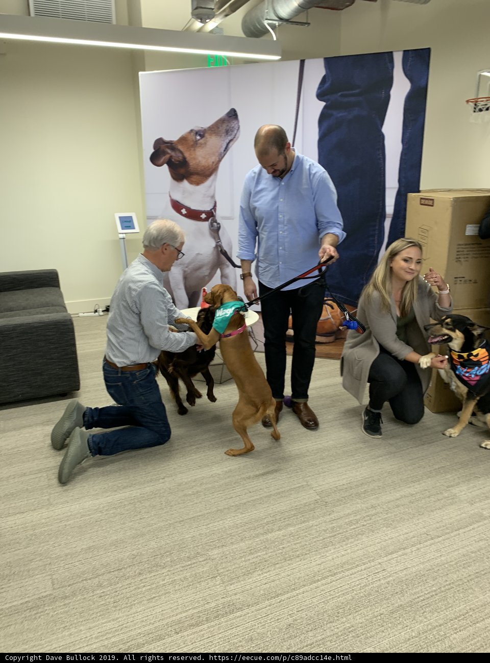 Dogs in the Office