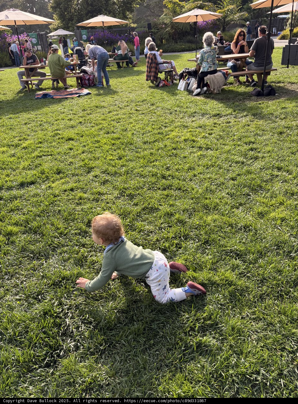 Exploring the Great Green