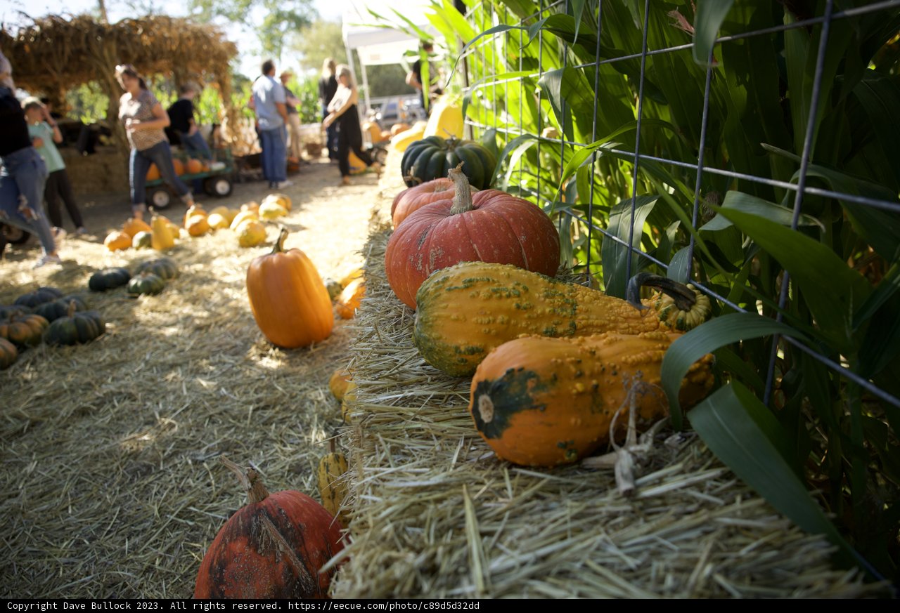 A Bountiful Harvest at Metzgars' Pumpkin Patch