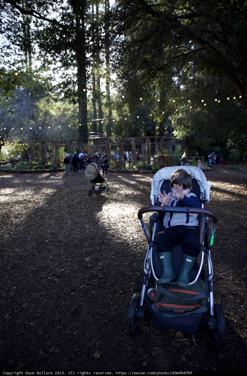 Woodland Wonder at Thistlewyck