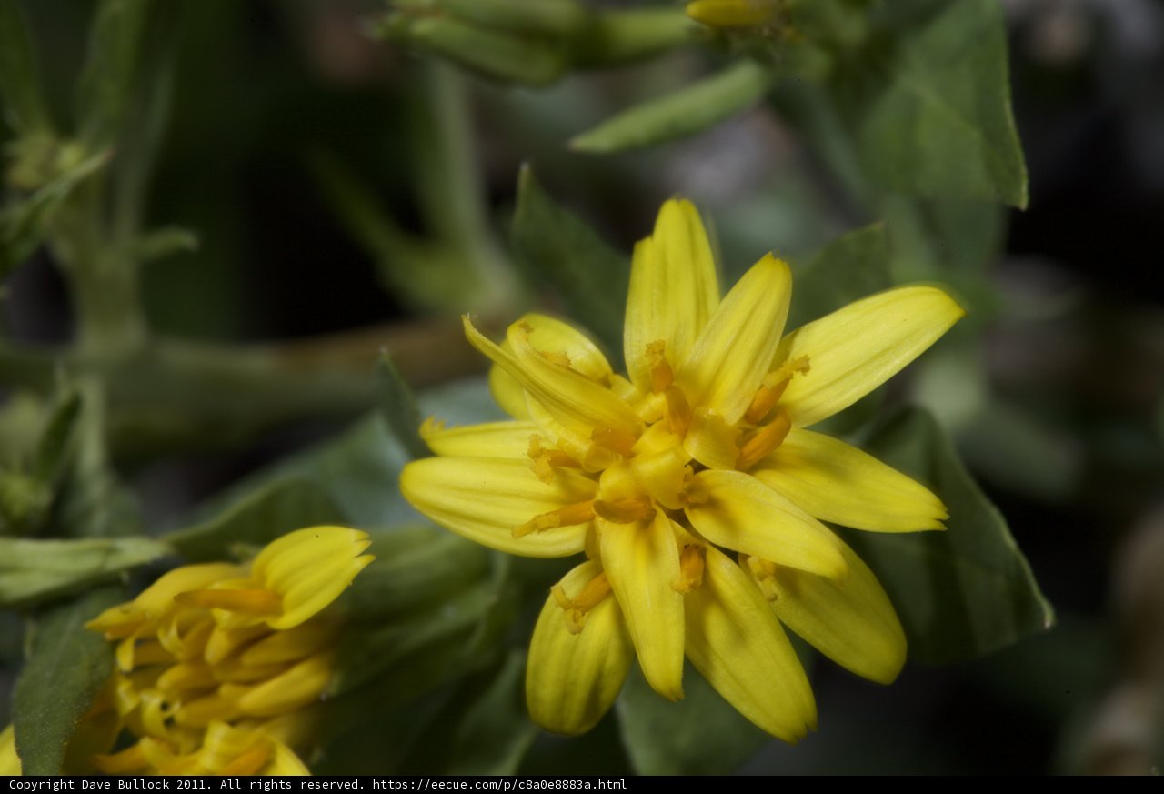 Yellow Daisy Flower