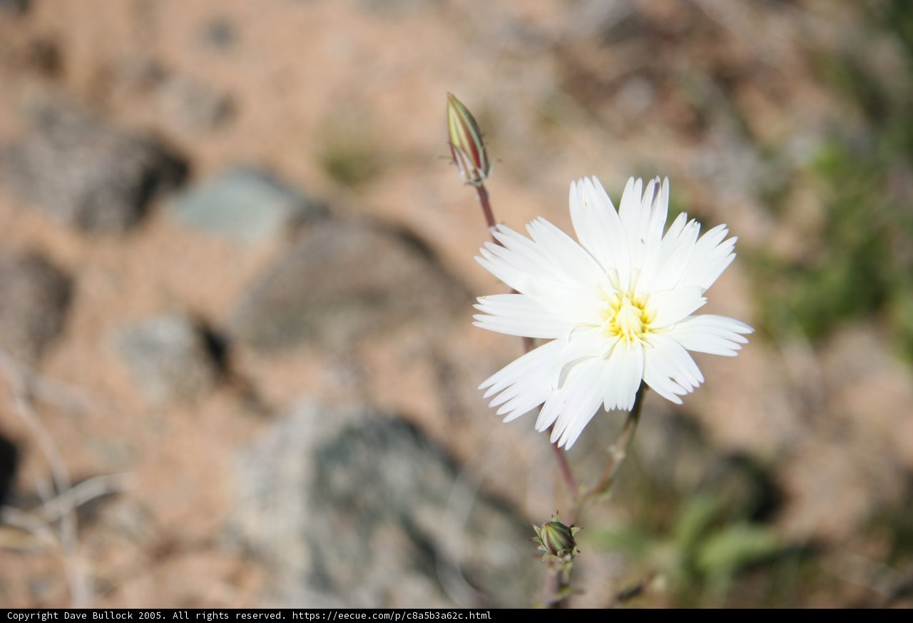 The Lone Daisy