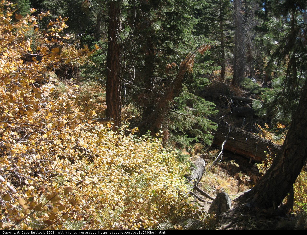 Serene Forest Bench