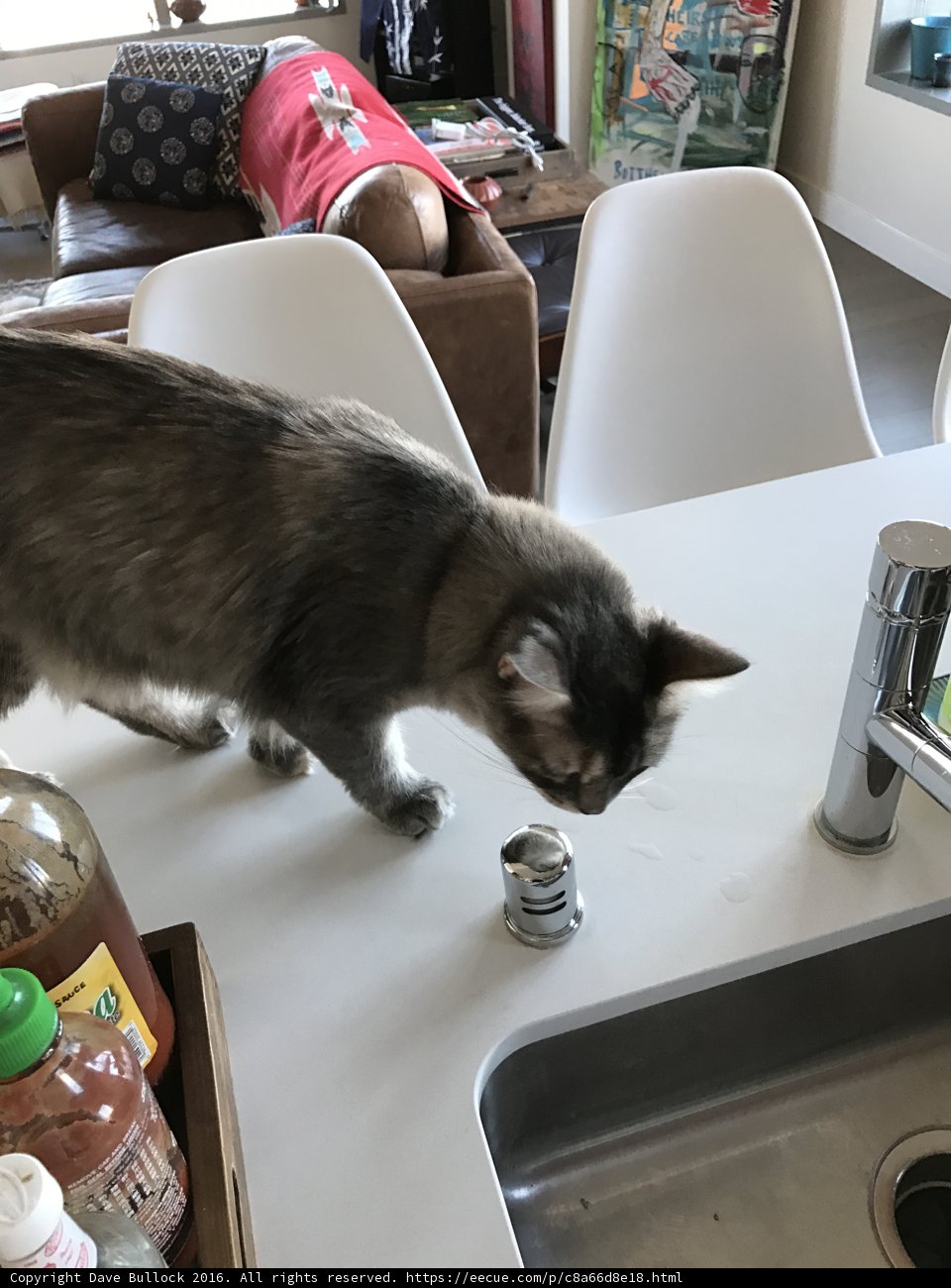 Counter Cat