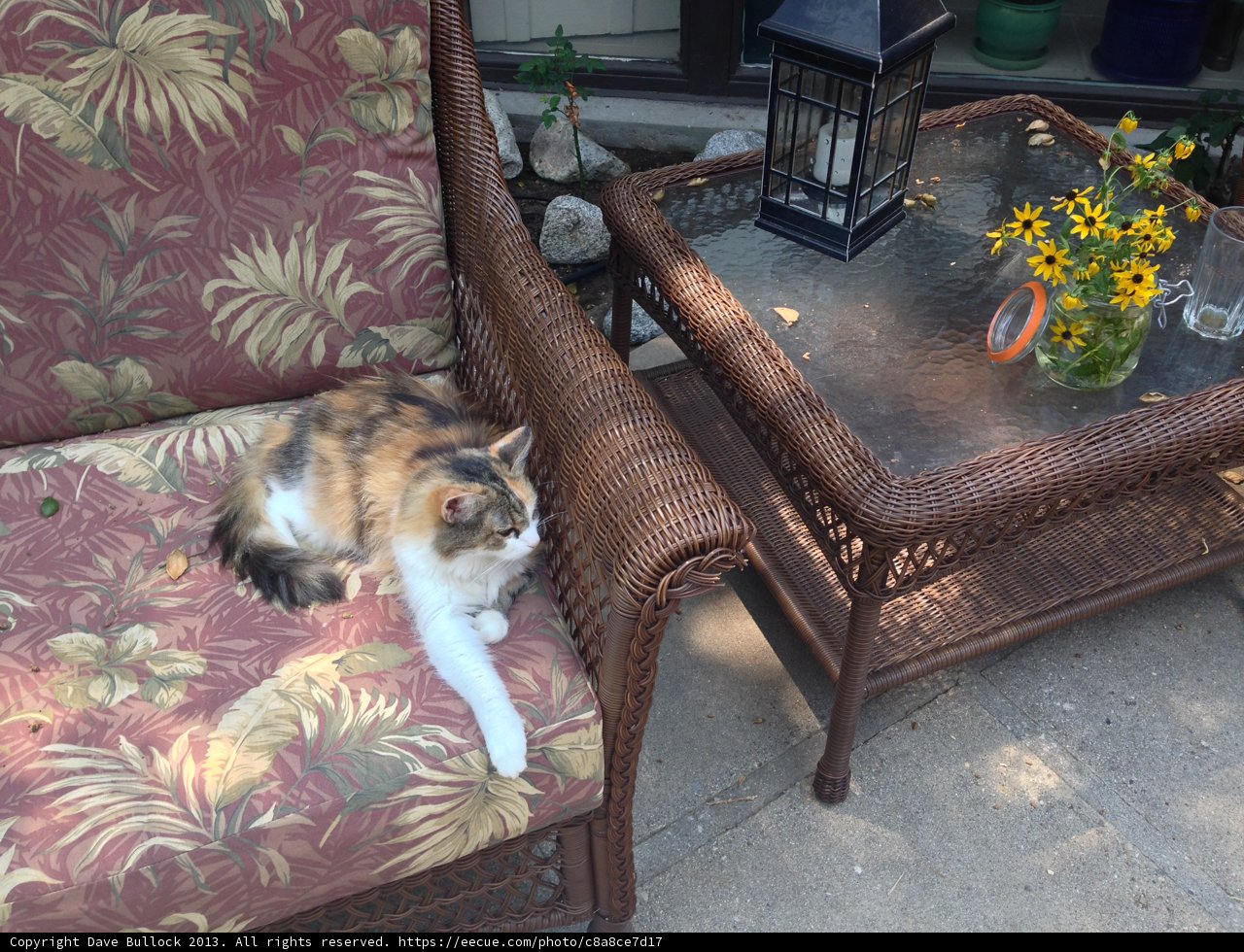 Potted Plant Cat in the Living Room