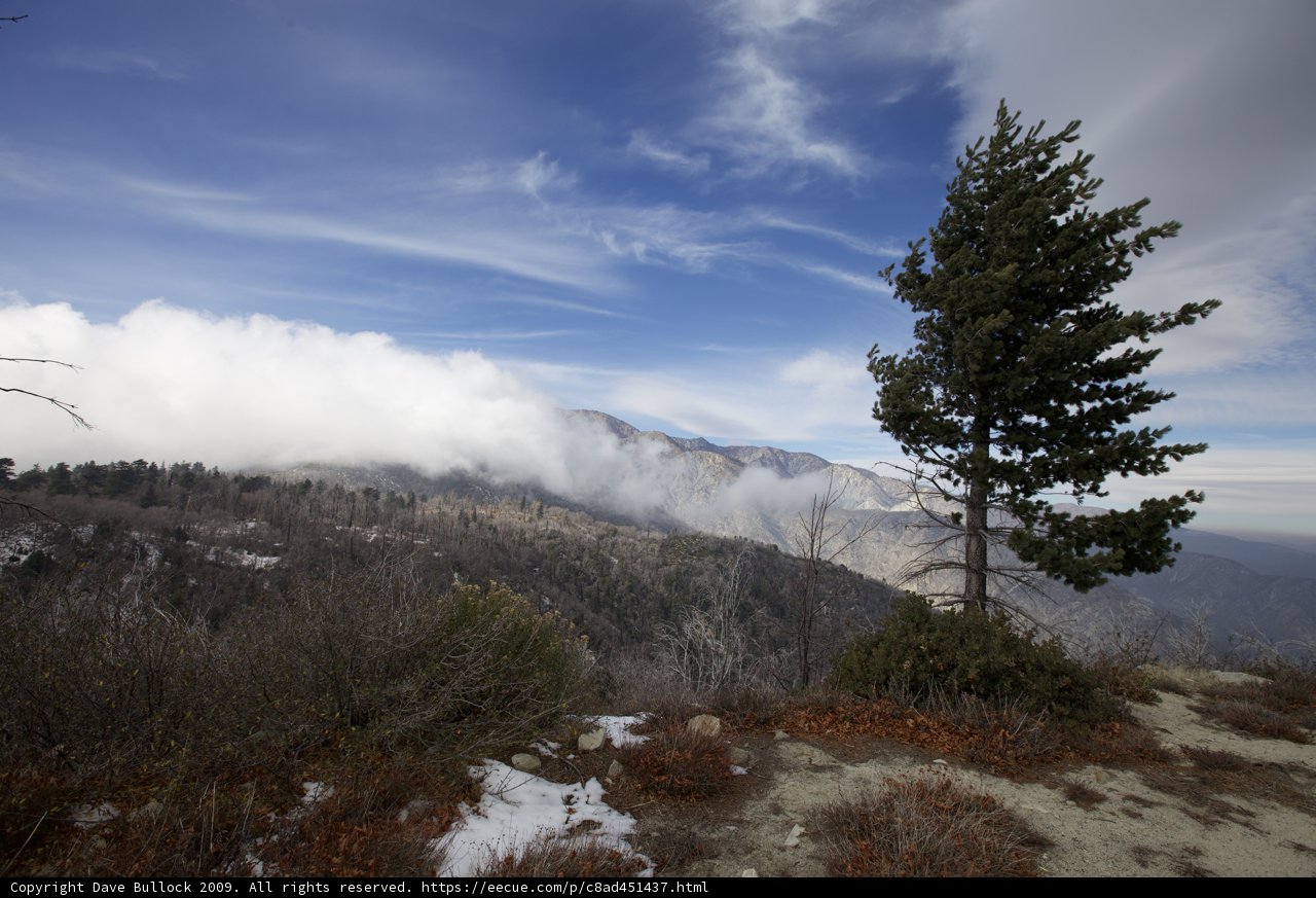 Lone Fir Standing Strong