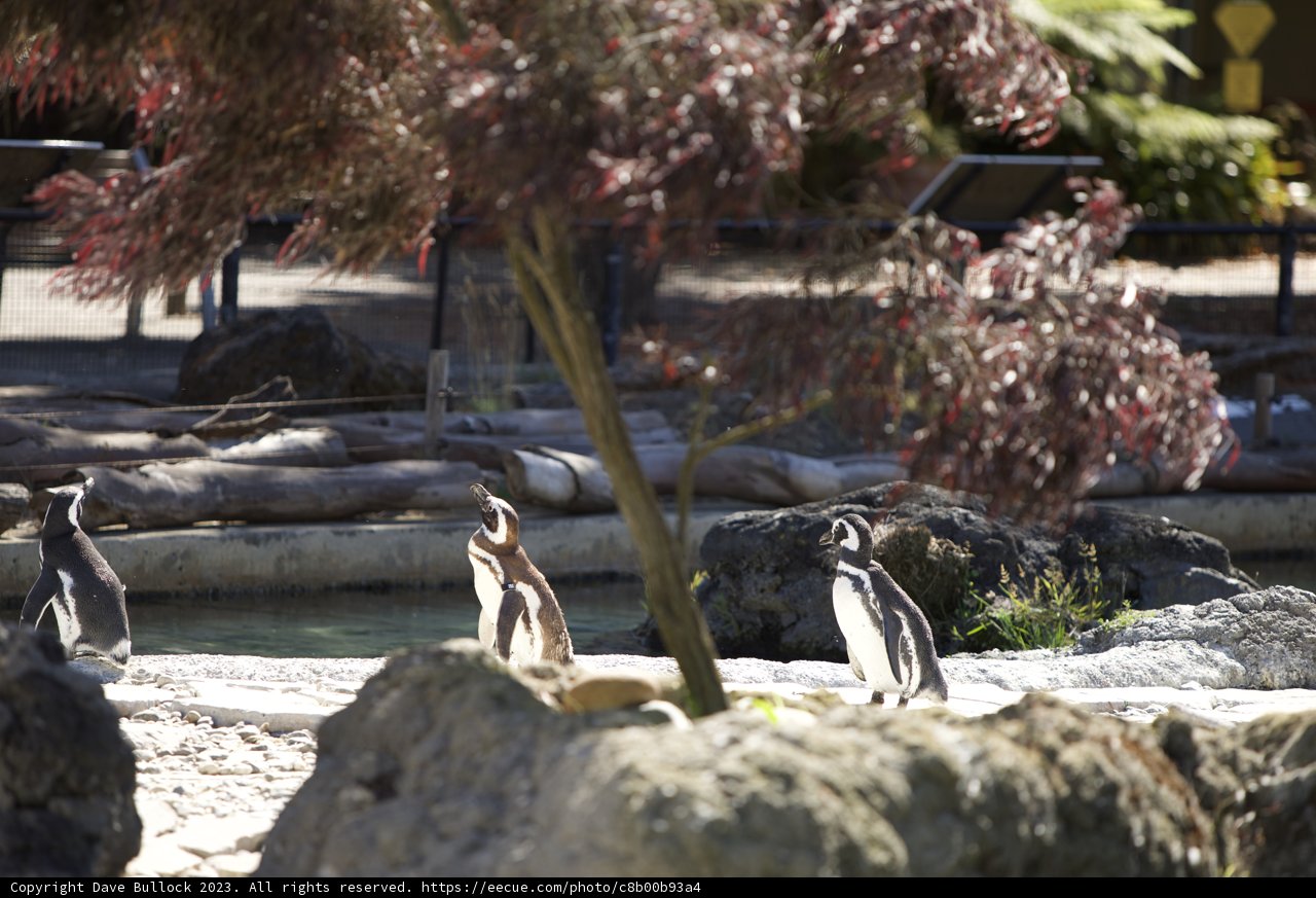 Coastal Huddle - Penguin Edition