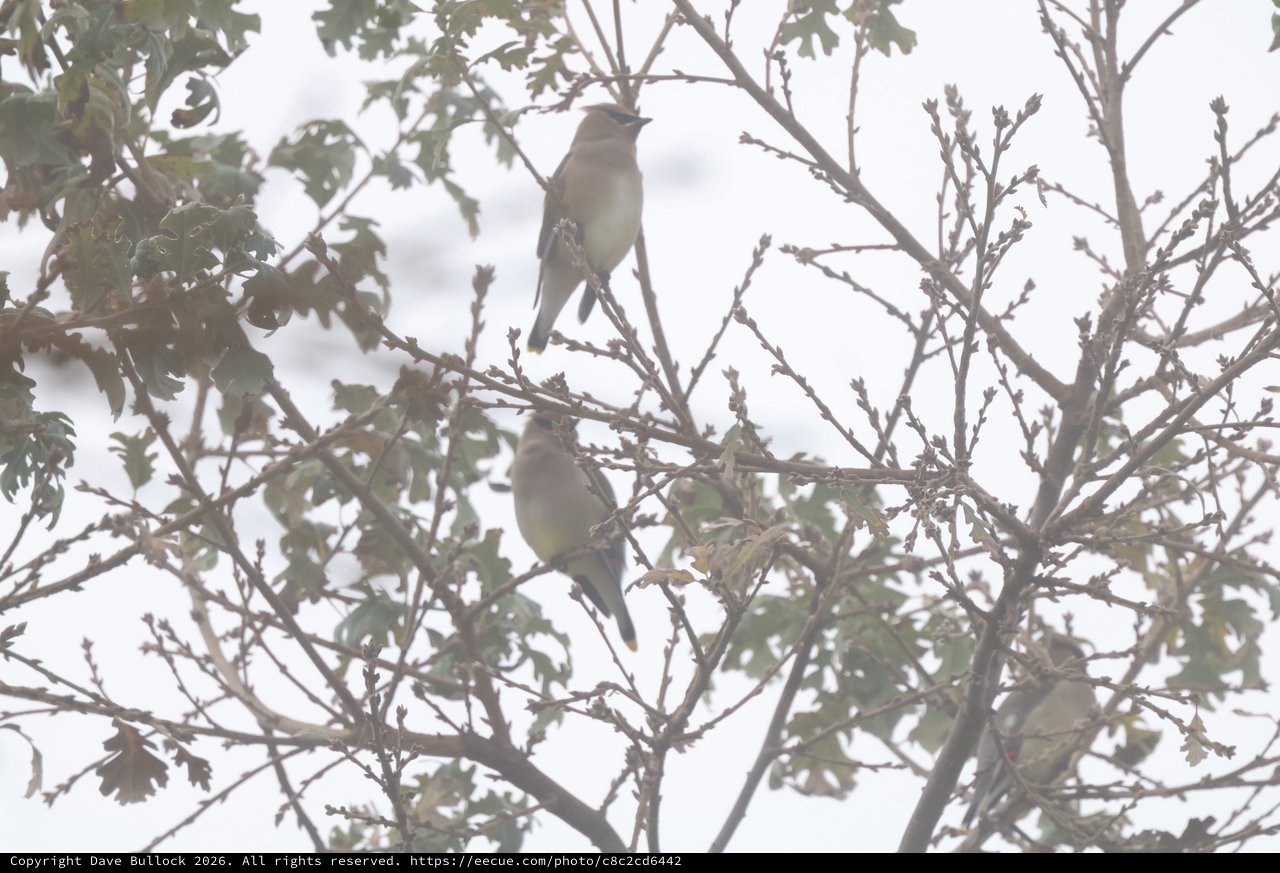 Cedar Waxwings Perched in Winter Oak Tree