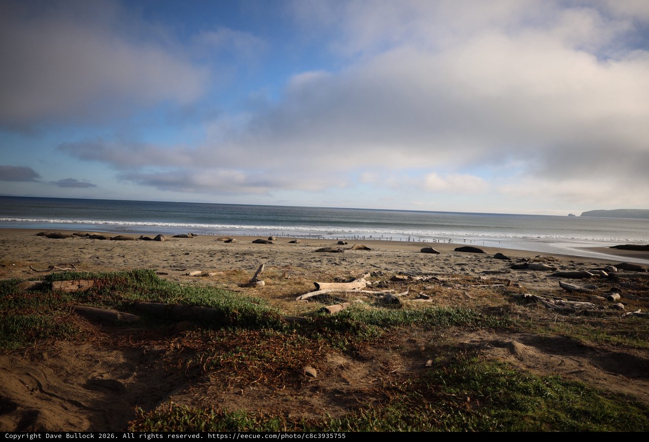 Elephant Seals Resting on Drakes Beach at Dusk
