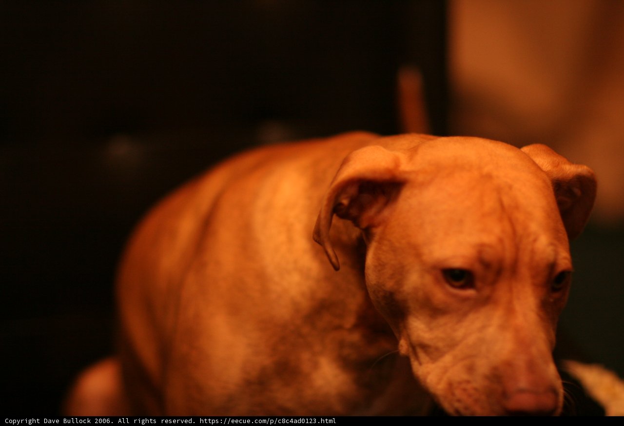 The Pooch and the Couch