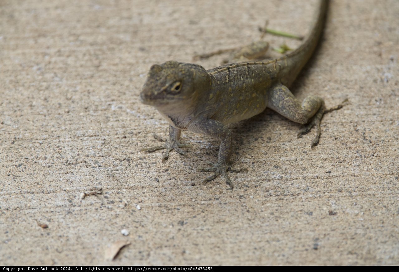 Gecko Gaze at Honolulu Zoo