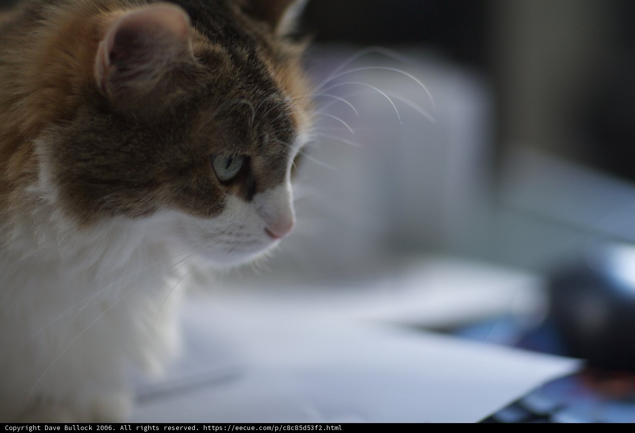 Curious Cat