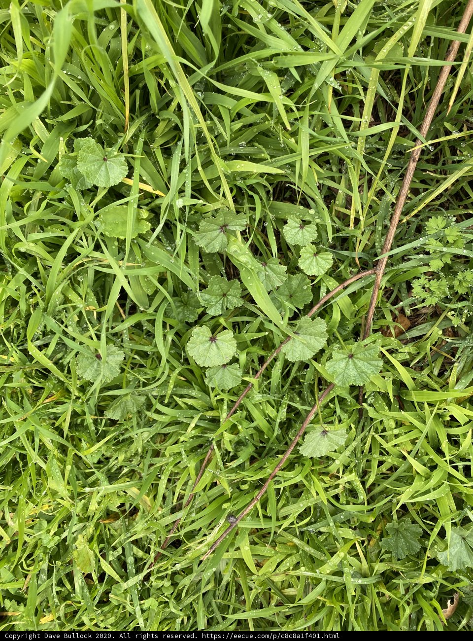 Verdant Grass and Leaves