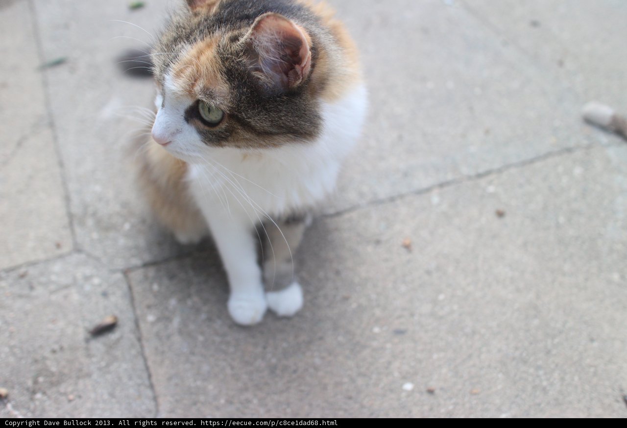 Sidewalk Sentinel