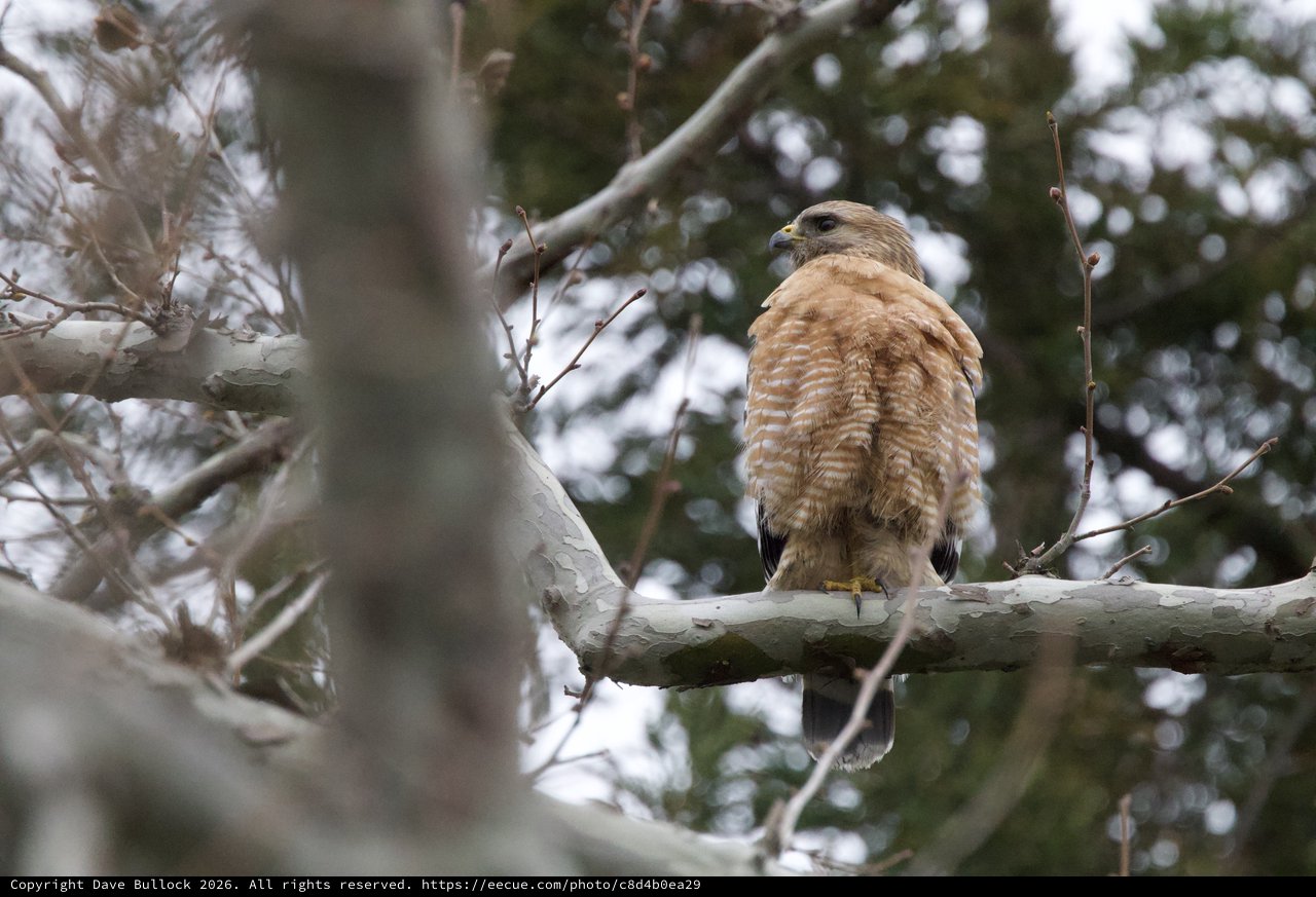 Red-Shouldered Hawk Perched on Winter Branch