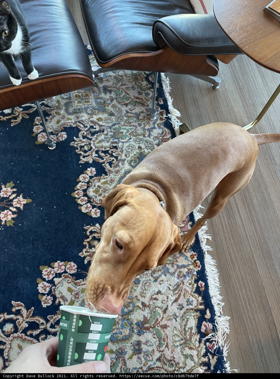 Furry Friend Keeps Company