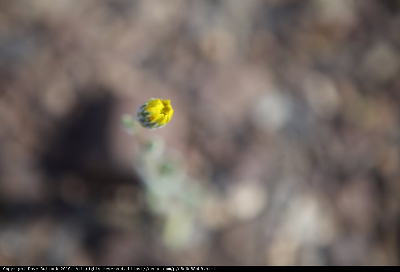 Lone Yellow Bud