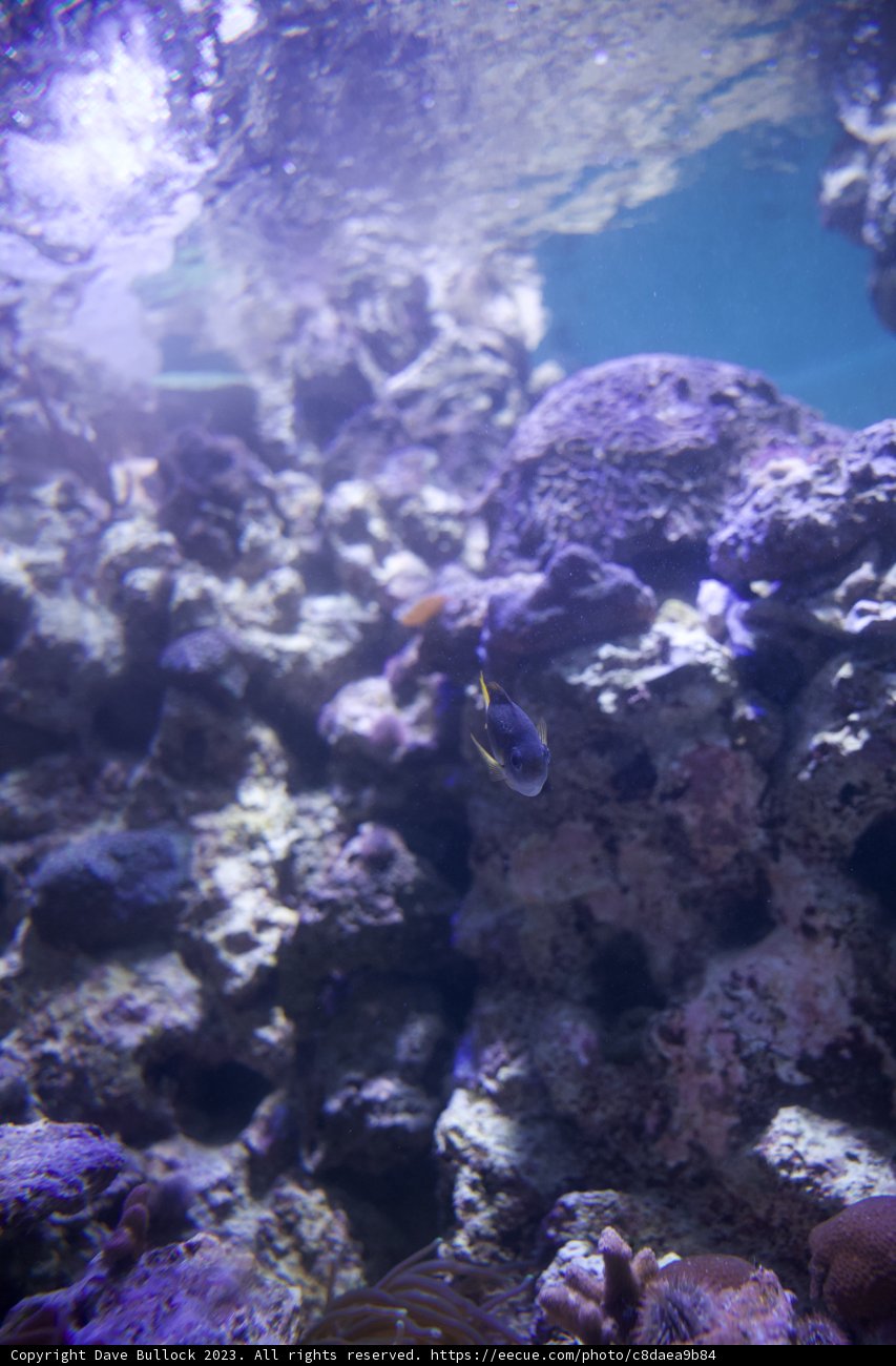 Underwater Symphony at Golden Gate Park.