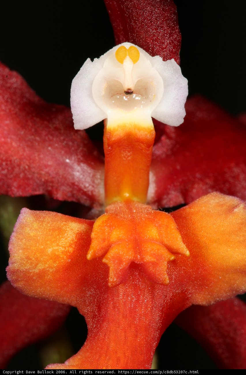 Facetastic Blossom