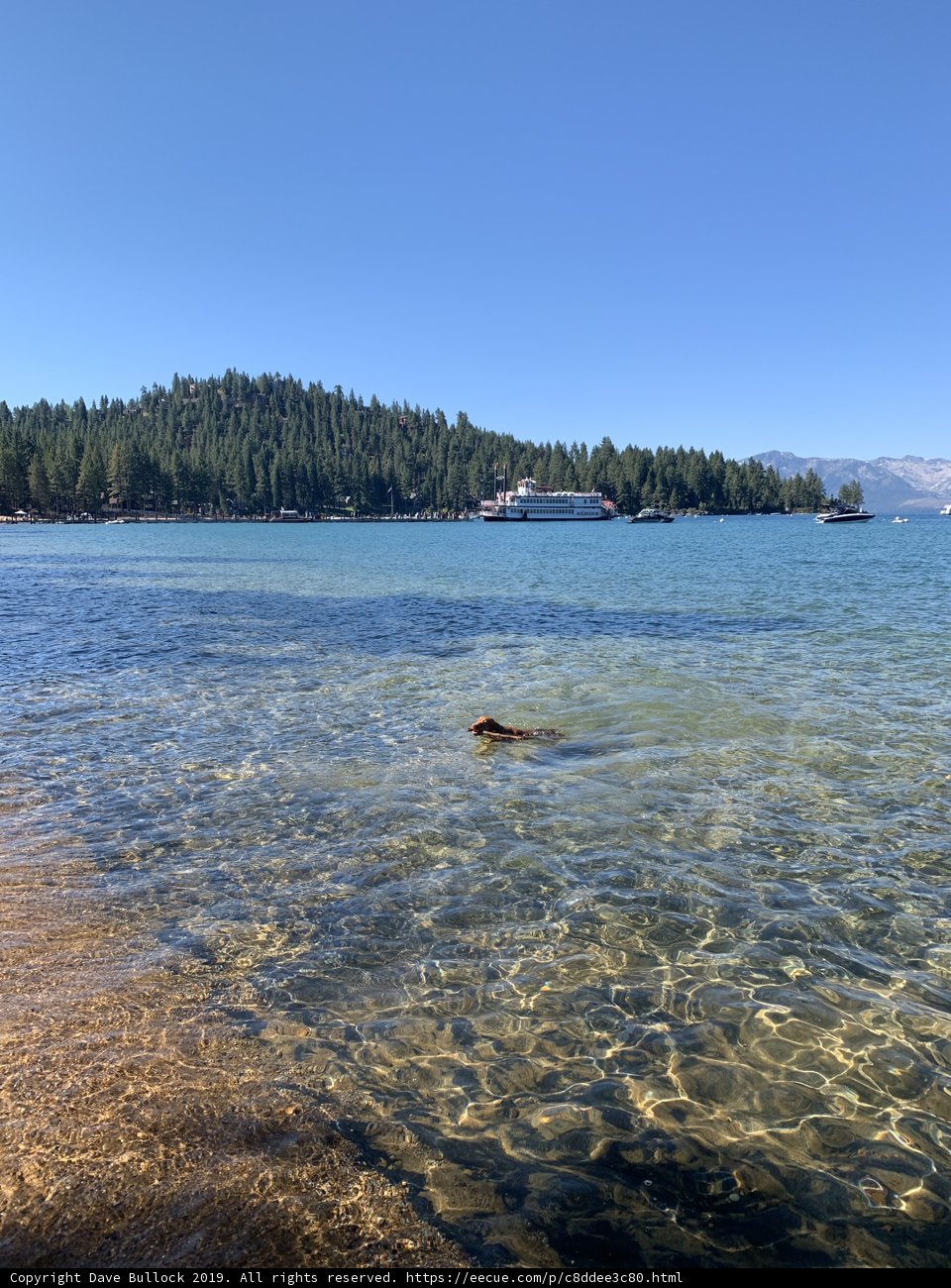 Canine Splashing in Lake Tahoe