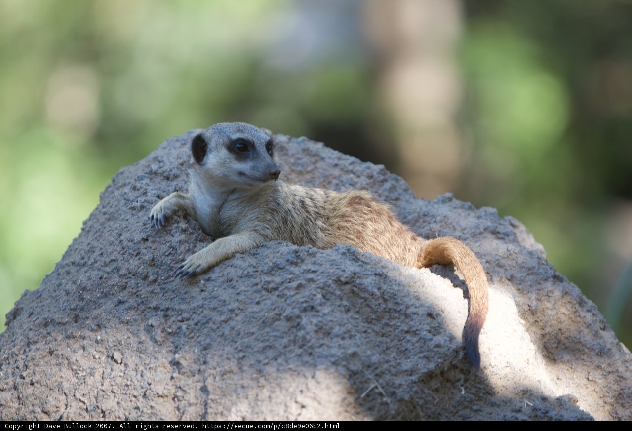 Meerkat on the Rocks