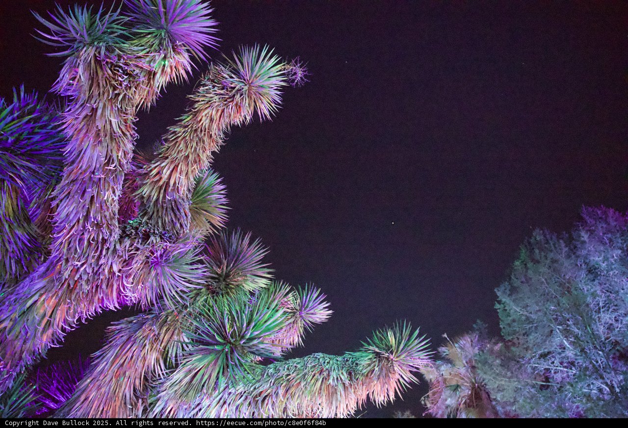 Enchanted Nocturne