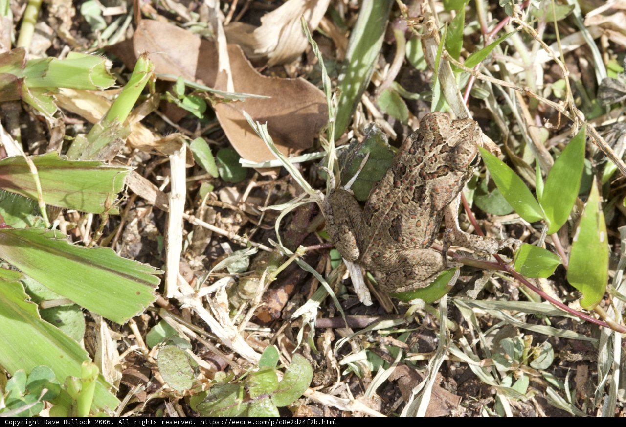 Green Frog in the Jungle
