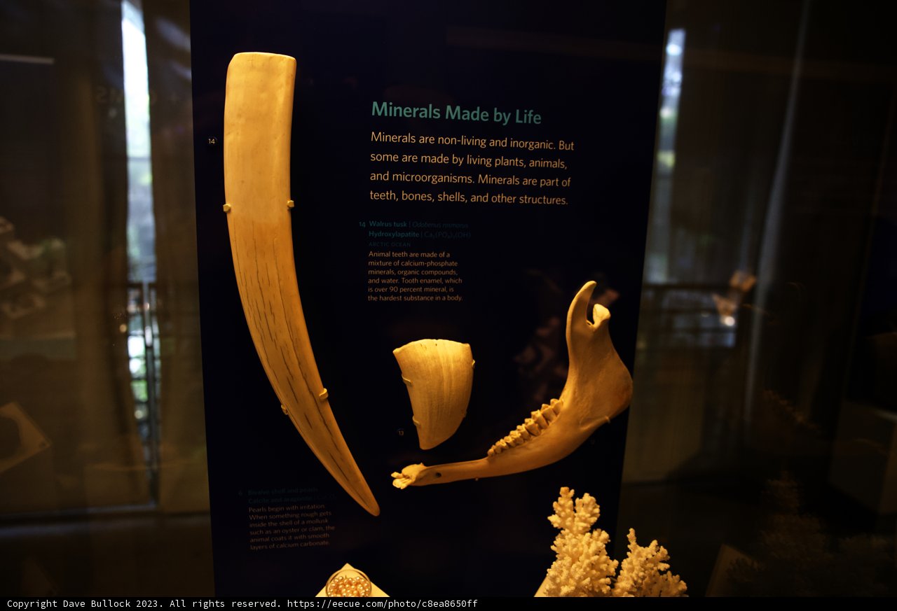 Intriguing Ivory Exhibits at the California Academy of Sciences