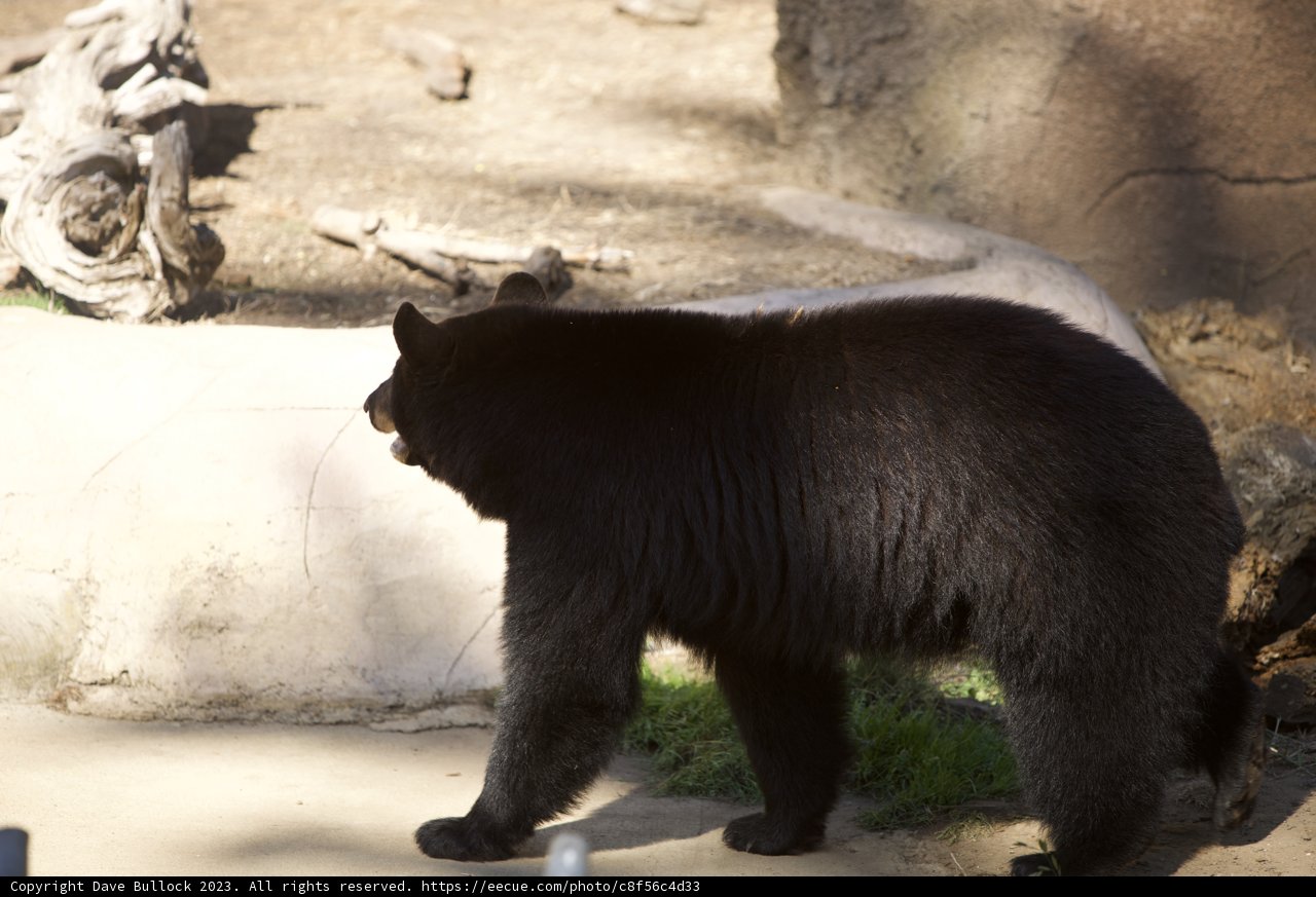 Majestic Black Bear Encounter at SF Zoo