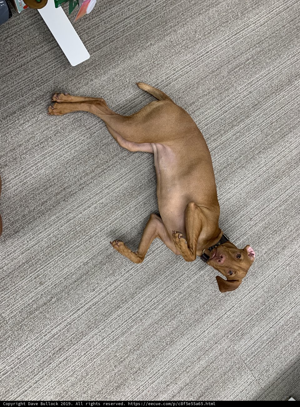 Pups Love Hardwood!