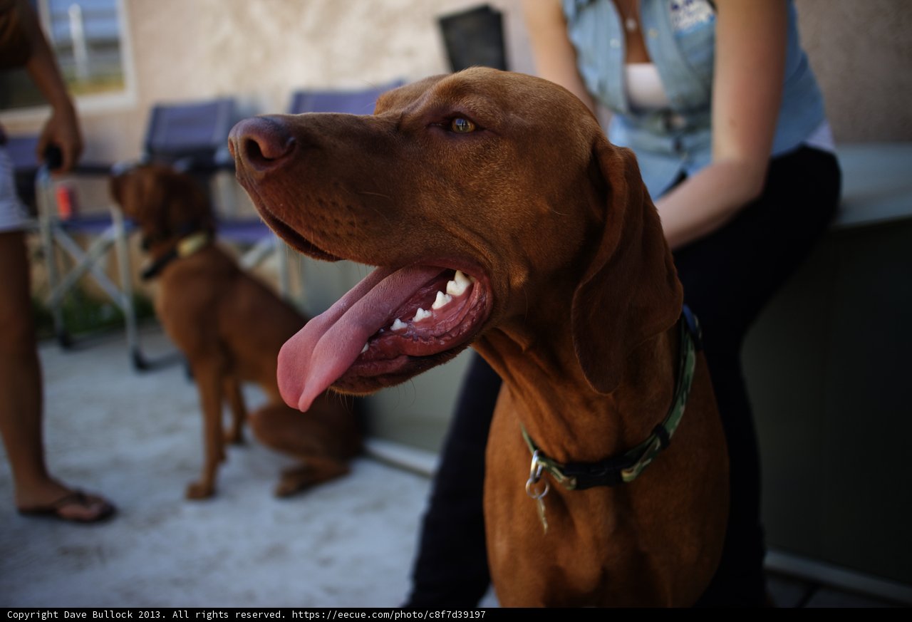 Canine Companions