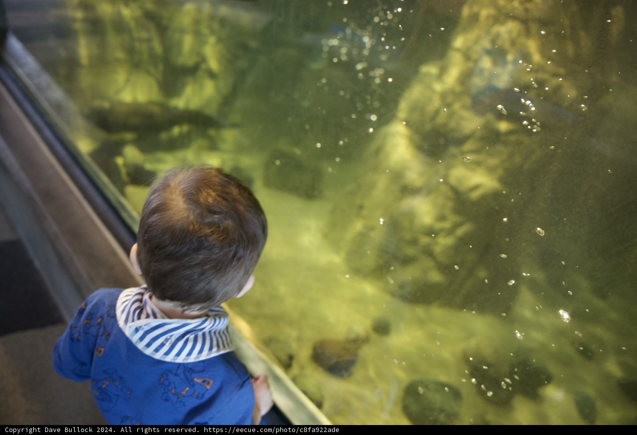 Aquatic Fascination
