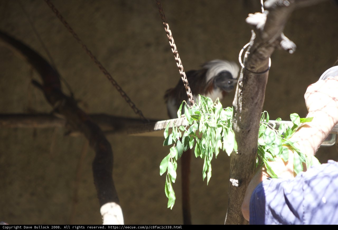 Monkeying Around
