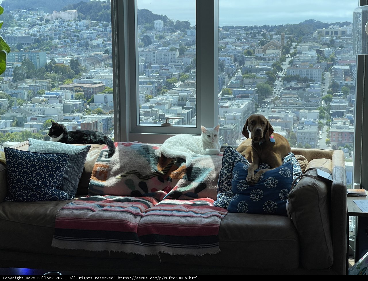 Cozy Afternoon with Furry Companion