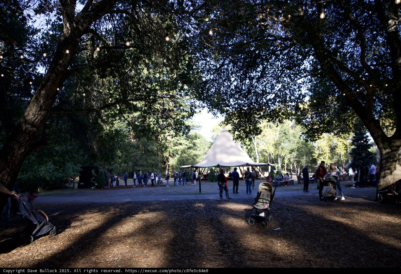 Autumn Gathering Under the Trees