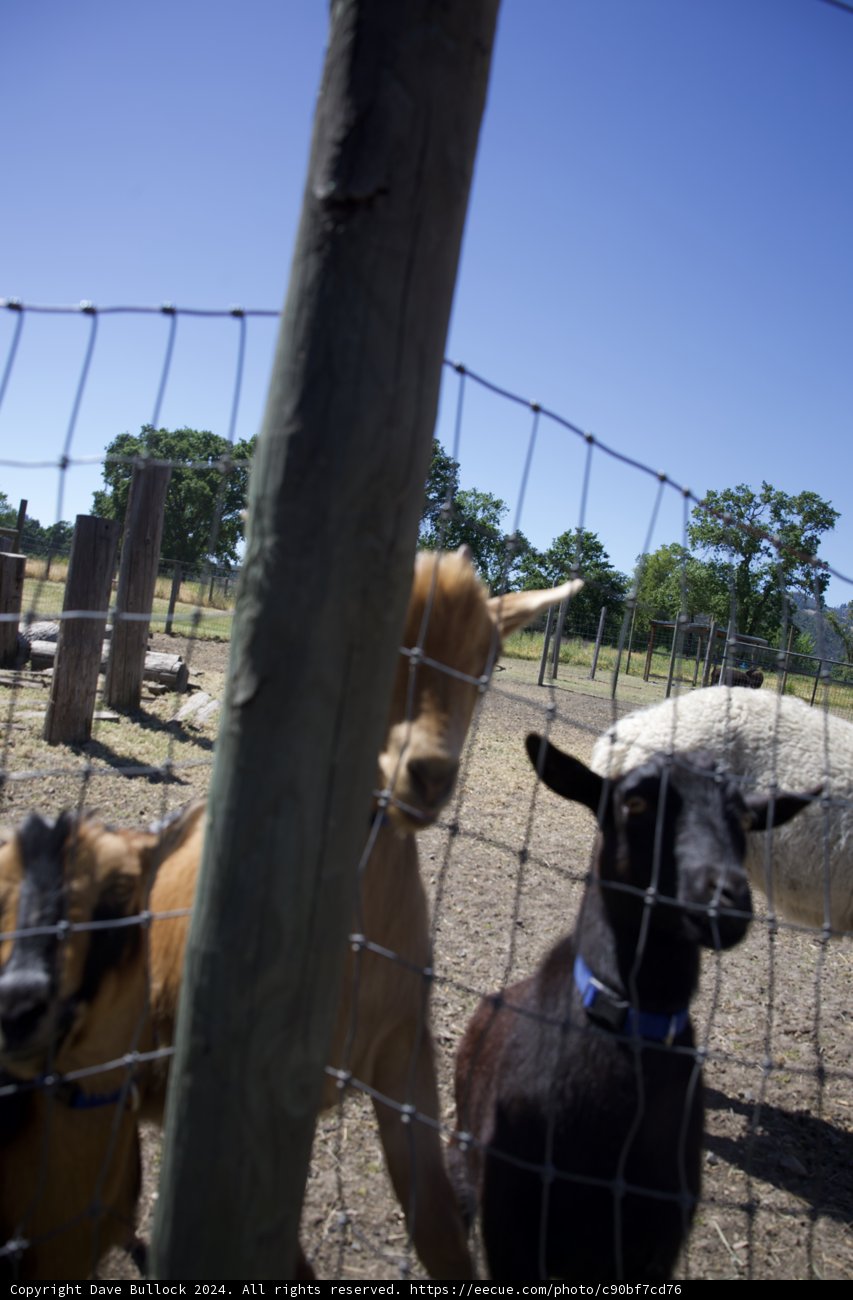 Curious Companions Behind the Fence