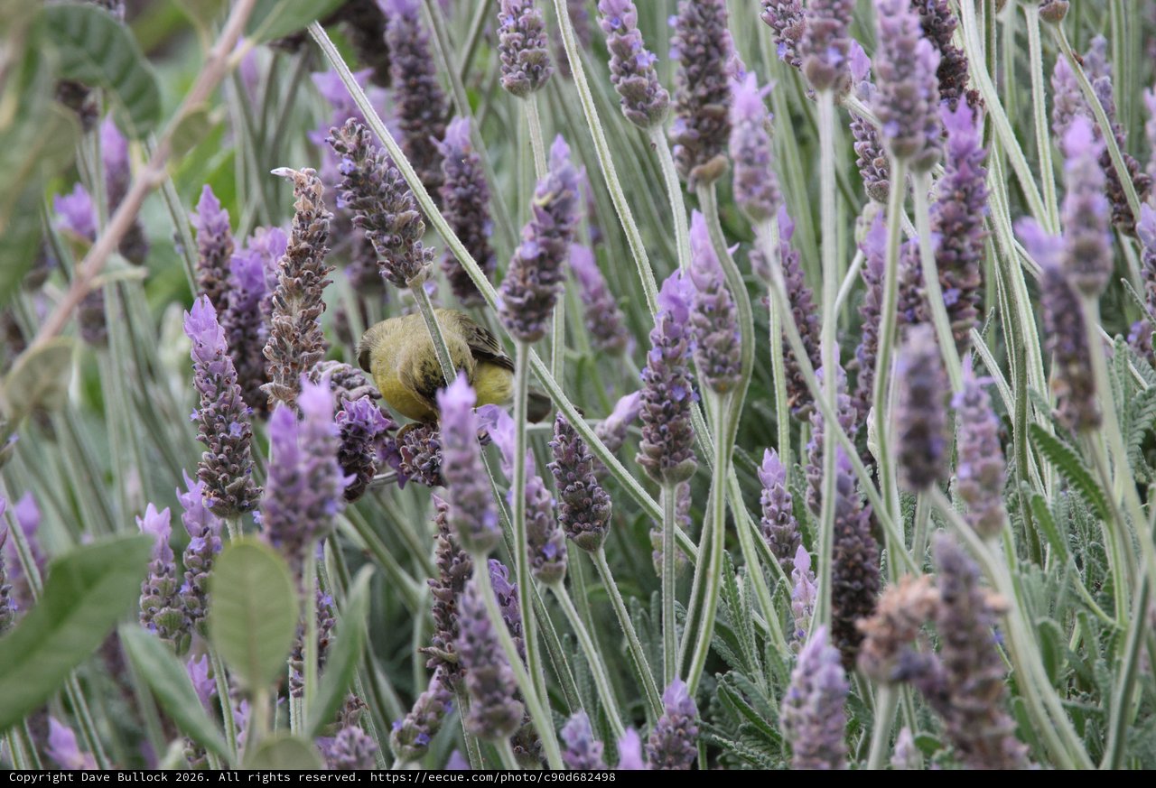 Common Yellowthroat Feeding Among Lavender Blooms