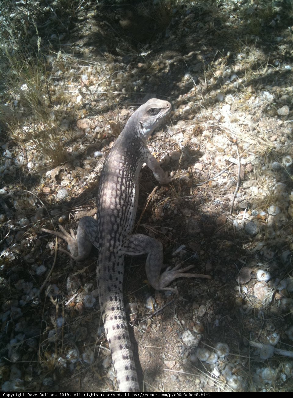 Anole Lizard in Landers