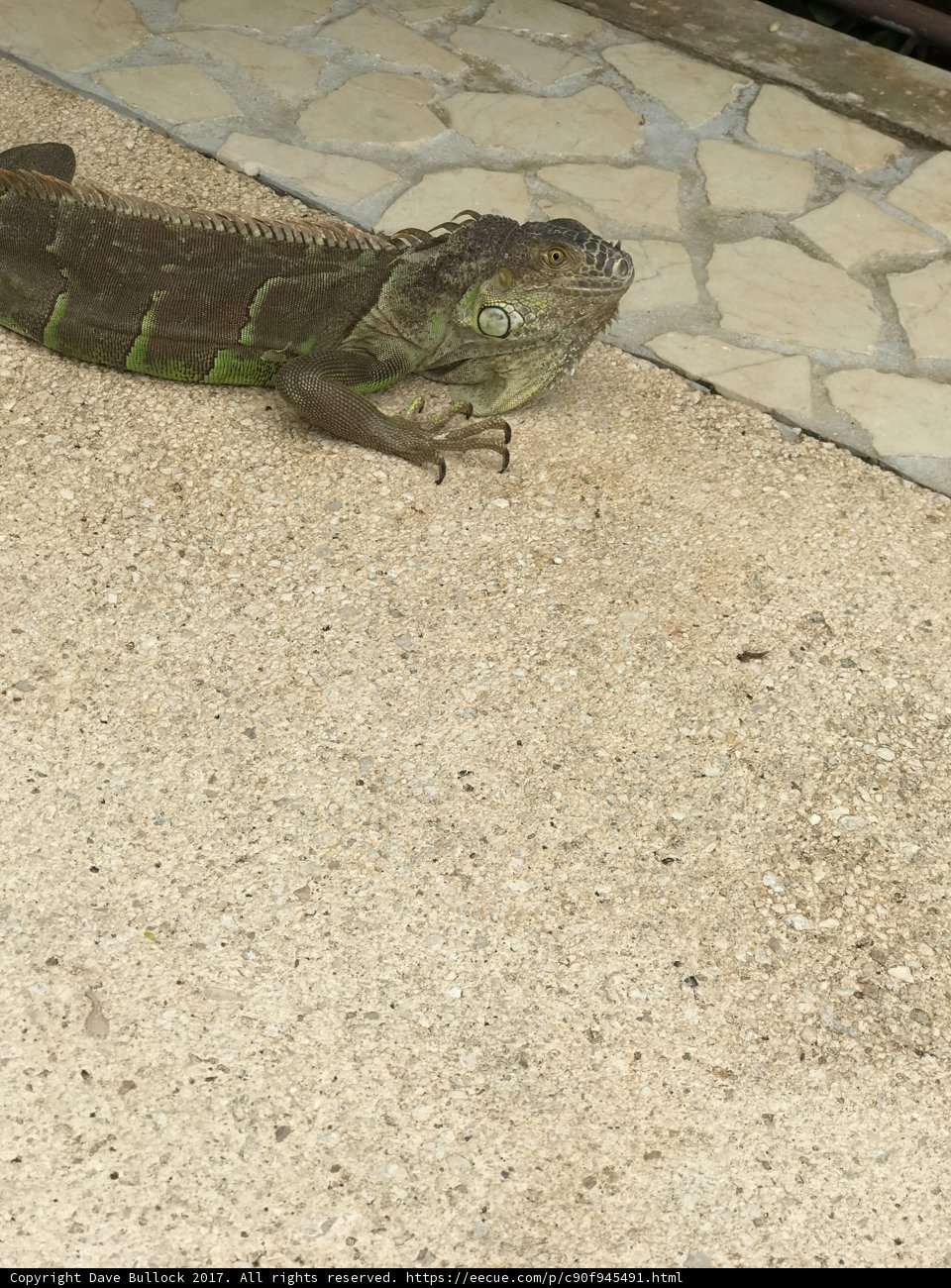 Iguana on the Path