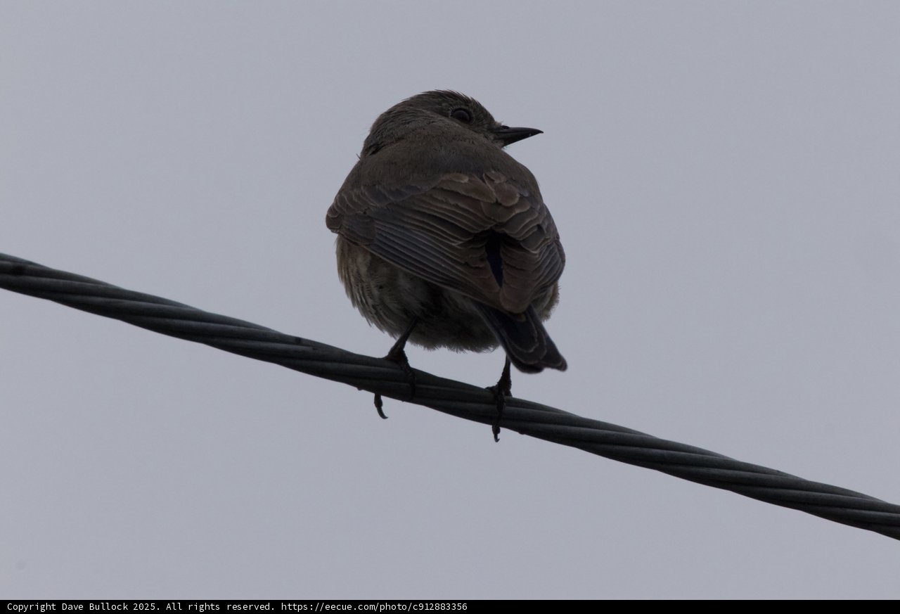 Perched and Poised