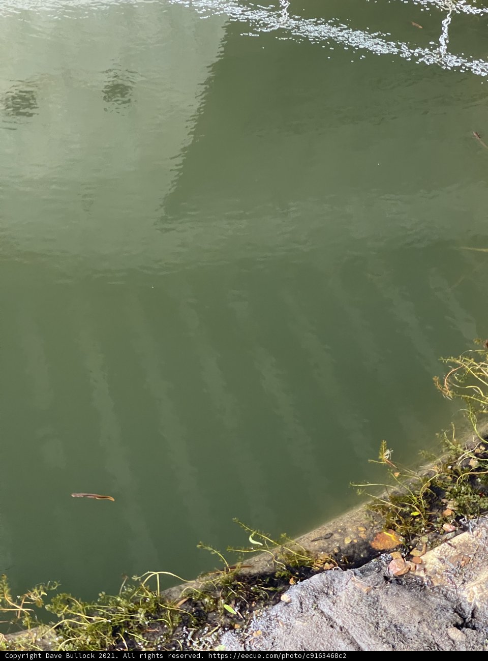 Tranquil Pond Haven