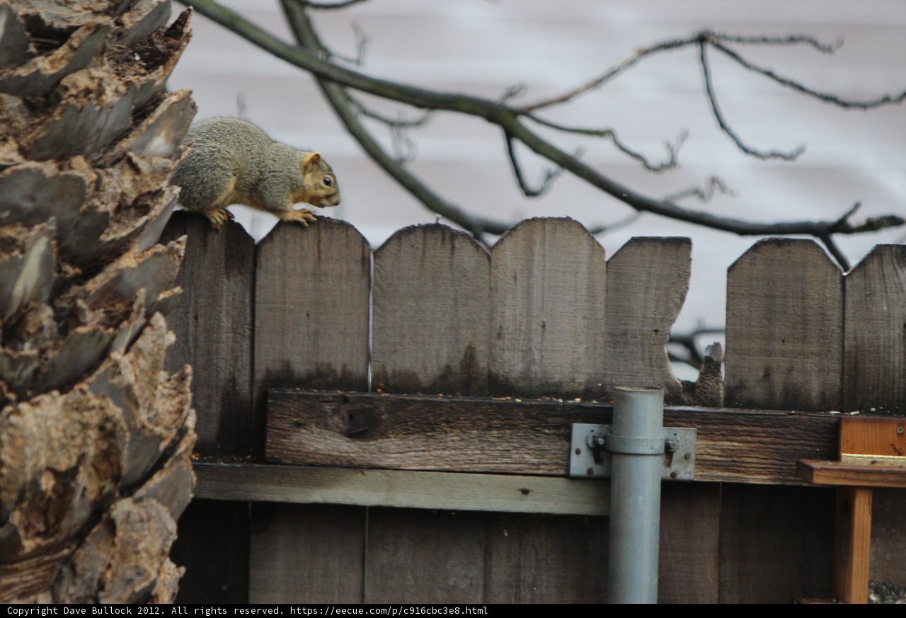A Squirrel's View